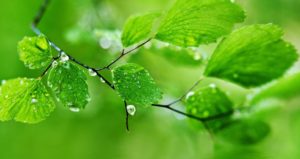 Protegemos el medio ambiente Limpieza ecológica de alfombras y moquetas