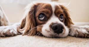 mantener limpias las alfombras si tienes mascotas