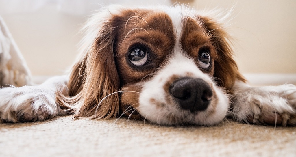 mantener limpias las alfombras si tienes mascotas