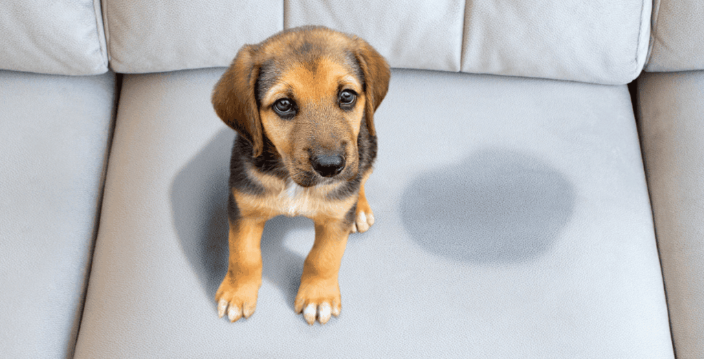 Limpieza de alfombras y tapicerías segura para tus mascotas: cómo proteger su salud en casa 1 Limpieza de alfombras y tapicerías segura para tus mascotas