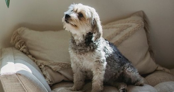 ¿Por qué debes evitar que las mascotas usen el sofá?