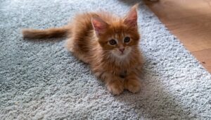 Maneras de eliminar el olor a orina de gato en alfombras
