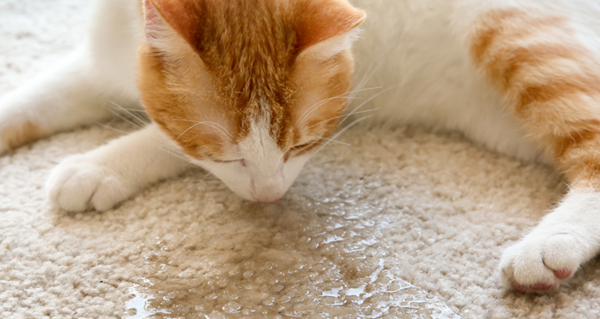 la orina de gato reaparece con la humedad