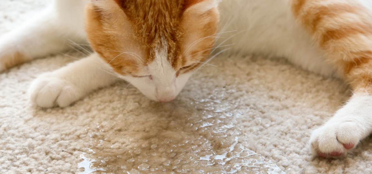 la orina de gato reaparece con la humedad