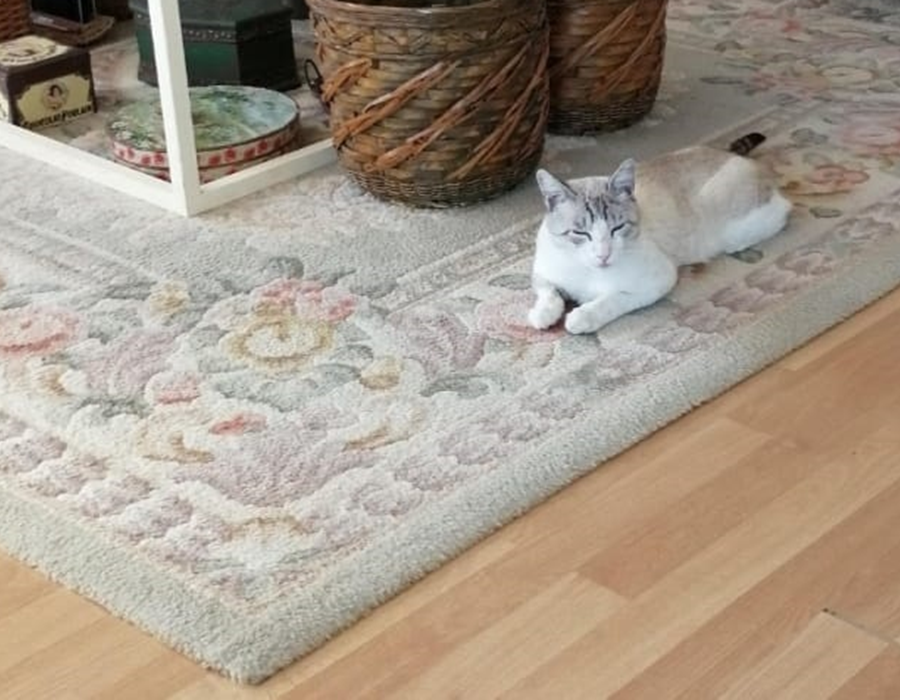 Limpieza de alfombras